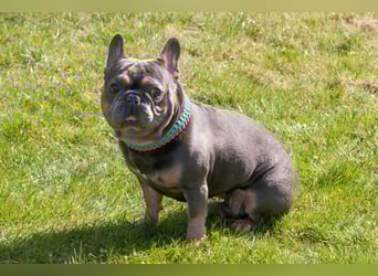 French Hugo - selbstbewusster Bulli - Tierhilfe Franken e.V.