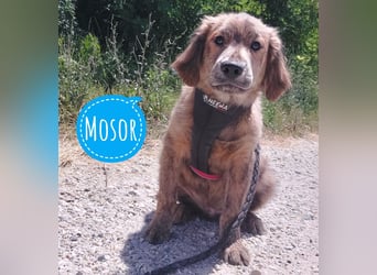 Mosor würde so gerne Liebe erfahren