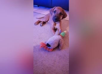 Rhodesian Ridgeback Welpen