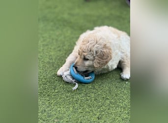 Labradoodle