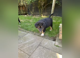 Dieser süße Australian Shepherd Rudel