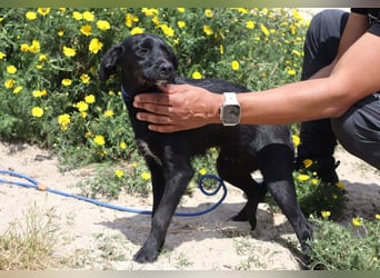 Kira, Mix Podengo / Labrador, lieb und verträglich