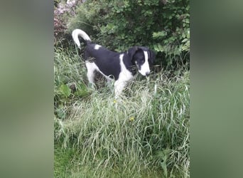 Cosimo, bereits auf PS in DE, sucht wundervolle Familie und Zuhause für immer!