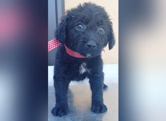 ❤️ AMANDA: süße kleine Zuckerschnecke Nr. 3 - 2 Monate, sp. 35cm - Havaneser-Pudel-Schnauzer