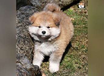 * Akita Inu - Japanische Akita langhaar Welpen, FCI registriert *