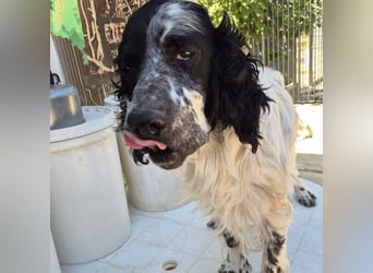 Lord  - ein ruhiger, wunderbarer Setter sucht sein liebevolles Zuhause!