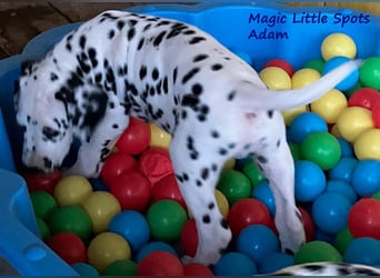 Magic Little Spots - tolle Dalmatinerwelpen aus verantwortungsvoller VDH Zucht