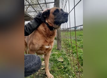 Zora sucht ein Zuhause