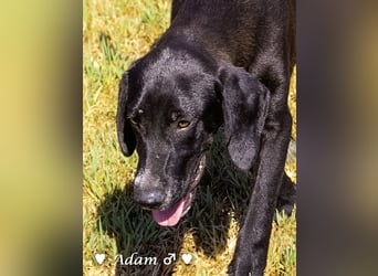 Adam, Ajax und Timmy suchen ein Zuhause