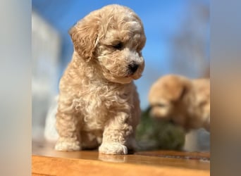 Rarität. Echte Teddybär Maltipoo Welpen in tollem Apricot abzugeben. Malteser/Pudel