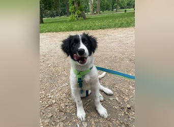 Loki – kleiner Abenteurer mit großem Herz sucht sein Für-Immer-Zuhause