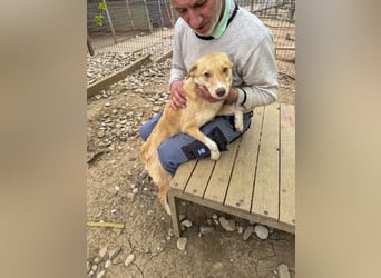 Herzige liebevolle Traumhündin YELLOW sucht liebevolles Zuhause