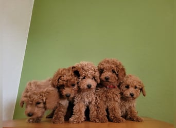 Traumhafte Zwerg Cockapoo F1b aus liebevoller Hausaufzucht Laboklin getestet 