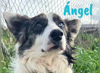 Ángel 09/2022 (ESP Pflegestelle) - traumhafter Border Collie!