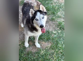 Husky Zeus