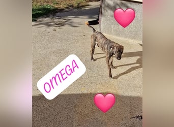 Malinois-Mix Welpe  Omega(Mädel) möchte Rumänien ganz schnell verlassen