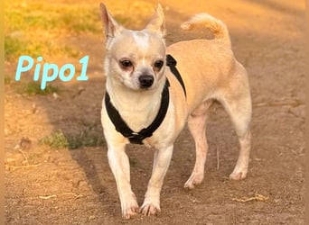 Pipo1 geb. 06/2022 (ESP) - charakterstarker, kleiner Chihuahua!