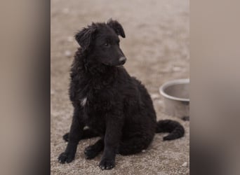 GORDI❤️liebes, verschmustes kroat. Schäferhund-Mix-Mädel