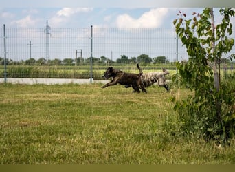 Max, freundlicher Boxer Mischling, geb. 2020