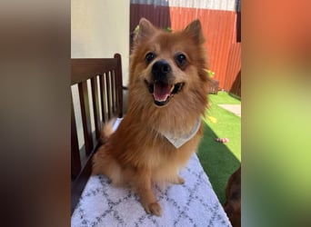 Karlo SR – kleiner Sonnenschein sucht liebevolle Familie
