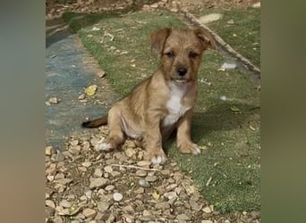 Bartolillo, kleiner Bube sucht sein Glück