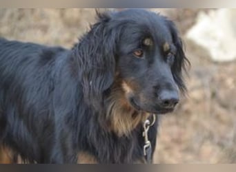 Bella, eine treue Gefährtin mit freundlichem Wesen