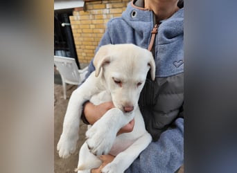 Wir haben ab 05.04. Reinrassige Labrador Welpen abzugeben