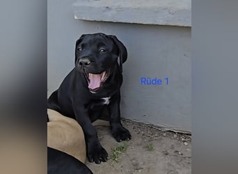 Presa Canario x Cane Corso