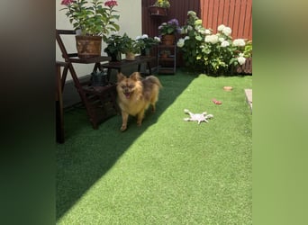 Tobi2 SR – unkomplizierter Sonnenschein sucht neues Glück
