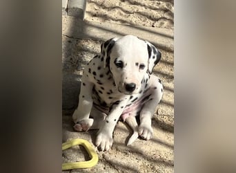 Magic Little Spots - tolle Dalmatinerwelpen aus verantwortungsvoller VDH Zucht