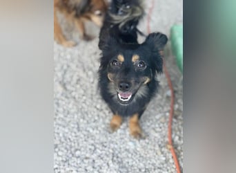 Isabel, sucht ein liebevolles Zuhause