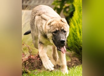 LILY❤️HSH-Mix-Hündin: eine echte Herzensbrecherin & sanfte Seele