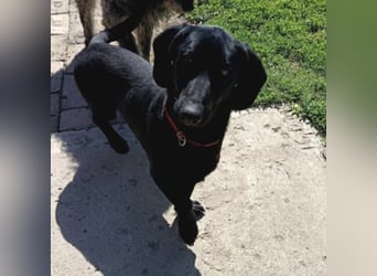 Kerlchen-Blacky ein absoluter Schatz