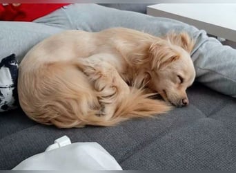 Lebensfrohe EMMY sucht gemütlichen Kuschelplatz