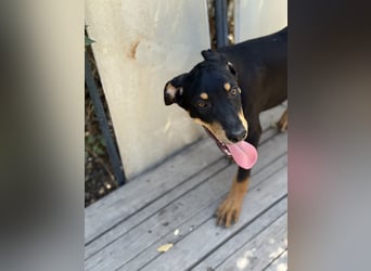 Dobermann - Mix, 5 Monate alt, rundum verträglich