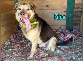 Filou geb. 04/2022 - lebensfroher, unglaublich netter Hund sucht Menschen mit Herz!