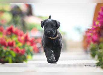 Riesenschnauzer schwarz Mrs. Gelb & Mr. Weiß