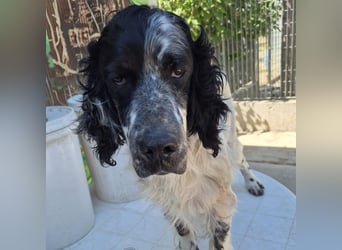 Lord  - ein ruhiger, wunderbarer Setter sucht sein liebevolles Zuhause!