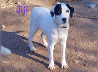 Jiji 07/2023 (in Deutschland) - sanfte und soziale, wundervolle Junghündin!