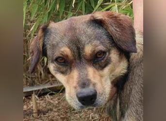 Tessa, Mix Labrador / Schäferhund, lieb und sozial