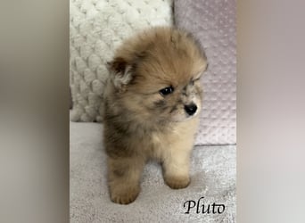 Pomeranian / Zwergspitz Rüde Pluto