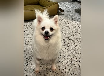 Lumi SR – kleine Hündin sucht ihr Für-immer-Zuhause