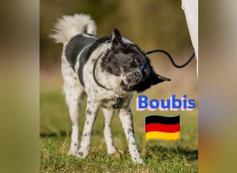 !!NOTFALL!!Boubis,geb.01/22,aufmerksamer Bub sucht eine führende Hand,bef.sich in 64579 Gernsheim