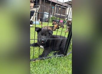 Welpen, Schäferhundwelpen vom Verein für deutsche Schäferhunde mit Papiere