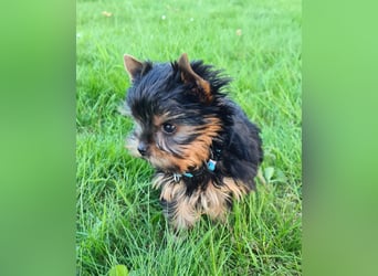 Yorkshire-Terrier Welpen,  reinrassig mit Ahnentafel sofort abgabebereit