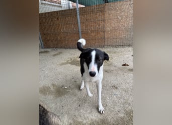 YAELA, Hündin, 1,5 Jahre, 38 cm, Mischling, Tierschutz