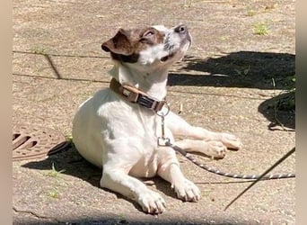 Klein ♥ Abbie ♥ Schmusemaus wartet bereits in 63820 Elsenfeld auf ihre(n) treuen Menschen