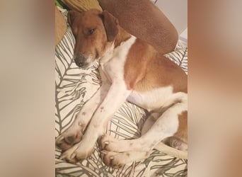 ❤️ PEPE braucht viel Liebe - 2 Jahre, 38cm/7kg - Foxterrier