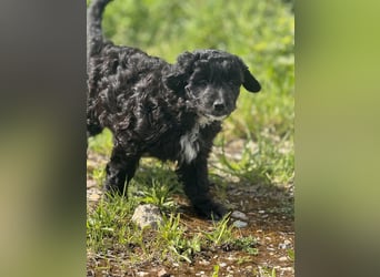 Labradoodle