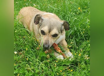 Leon perfekt für ältere Menschen mit Zeit - er wartet im Taunus